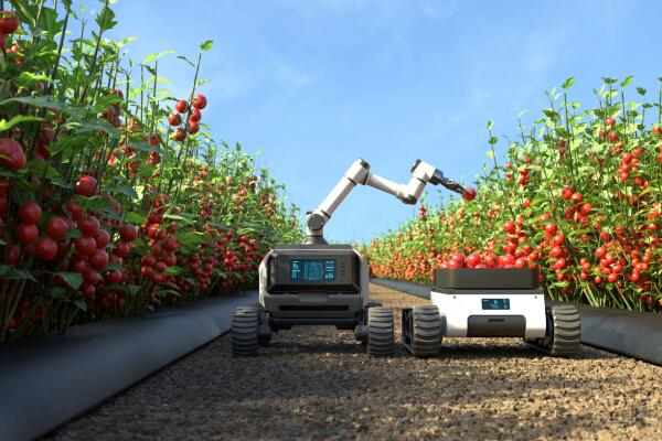 application robotics tomato picking 1739883170